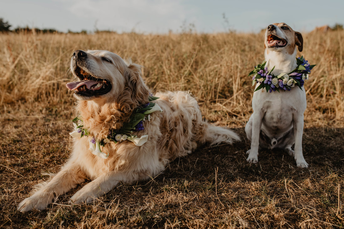 Wedding flowers for dogs photo shoot with Jordan Knight Florist, photos by Holly Cade - Alternative documentary style candid Wedding & Portrait Photographer. Available to shoot on the Isle of Wight, South Coast of England, throughout the UK and Worldwide.