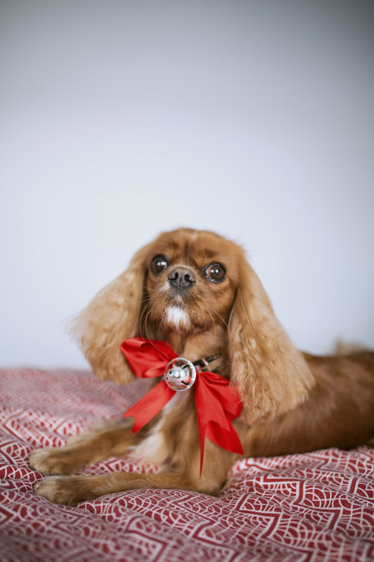Scampi's Christmas Haircut - - Holly Cade, UK Based Wedding and Portrait Photographer, based on the Isle of Wight.